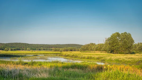 Zonele Umede Micul Lac Sau Râu Sunau Pădure Apropiere Cedynia — Fotografie, imagine de stoc