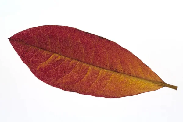 Azaleenblatt Herbstblaetter Rotes Blatt — Stock Photo, Image