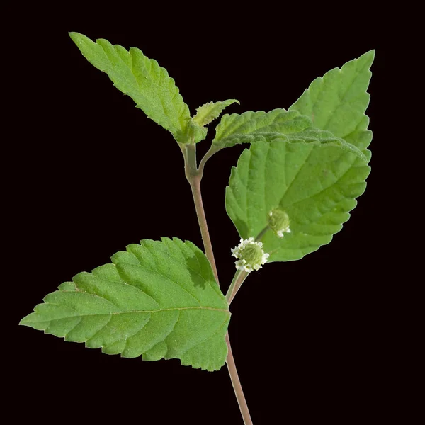 Πράσινο Φύλλο Φυτού Μαύρο Φόντο — Φωτογραφία Αρχείου