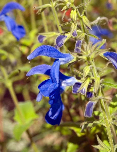 Azursalbei Salvia Patens — Stock Photo, Image