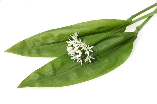 Baerlauch Ist Eine Wichtige Heilpflanze Und Eine Duftpflanze Nach Knoblauch — Φωτογραφία Αρχείου