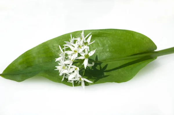 Mooie Lelie Bloem Witte Achtergrond — Stockfoto