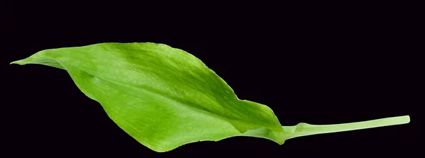 Baerlauch Allium Ursinum Blatt — Fotografia de Stock