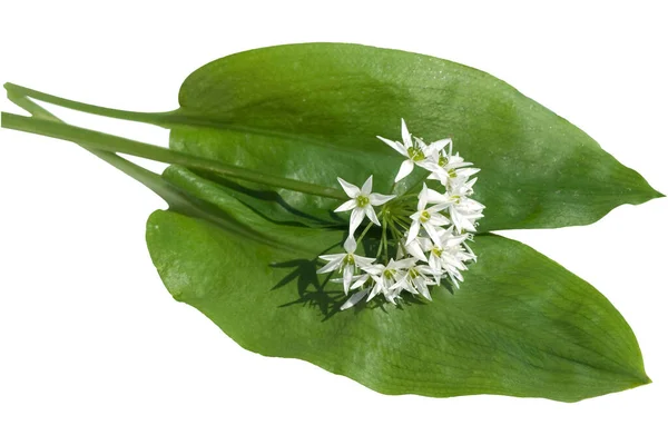 Baerlauch Allium Ursinum Zwiebelpflanze — Φωτογραφία Αρχείου