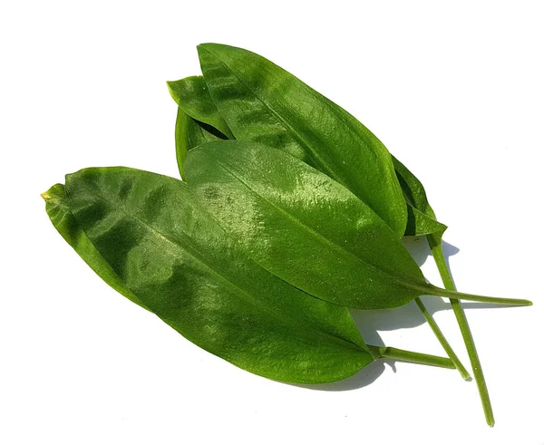 Groene Bladeren Van Een Plant Geïsoleerd Witte Achtergrond — Stockfoto