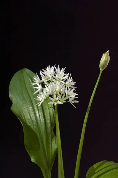 Vacker Botanisk Skott Naturliga Tapeter — Stockfoto