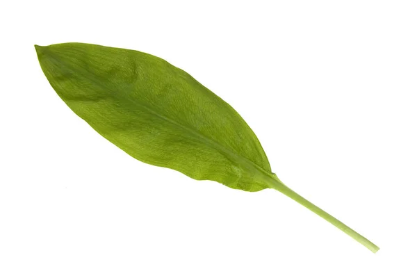 Baerlauch Allium Ursinum Zwiebelpflanze — Zdjęcie stockowe
