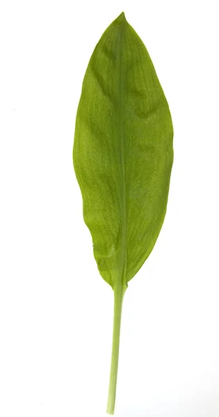 Baerlauch Allium Ursinum Zwiebelpflanze Wildkraeuter Wildgemuese — 图库照片
