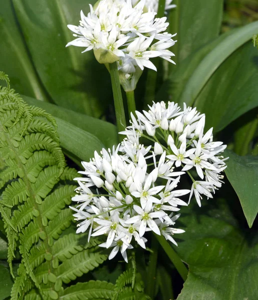 Baerlauch Ist Eine Wichtige Heilpflanze Und Eine Duftpflanze Nach Knoblauch - Stock-foto