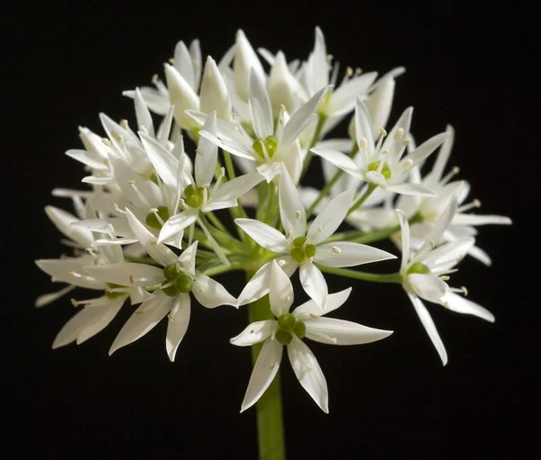 Baerlauch Allium Ursinum Zwiebelpflanze Wildkraeuter Wildgemuese — Fotografie, imagine de stoc