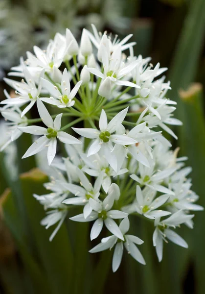 Vita Blommor Trädgården — Stockfoto