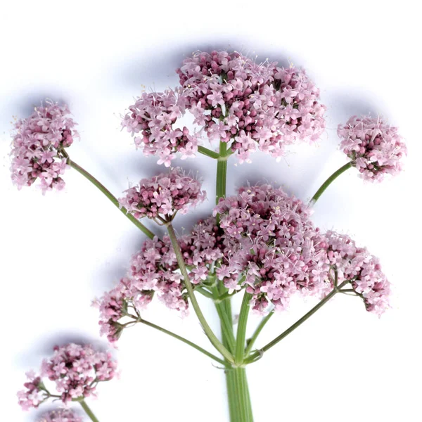 Belles Fleurs Lilas Sur Fond Blanc — Photo