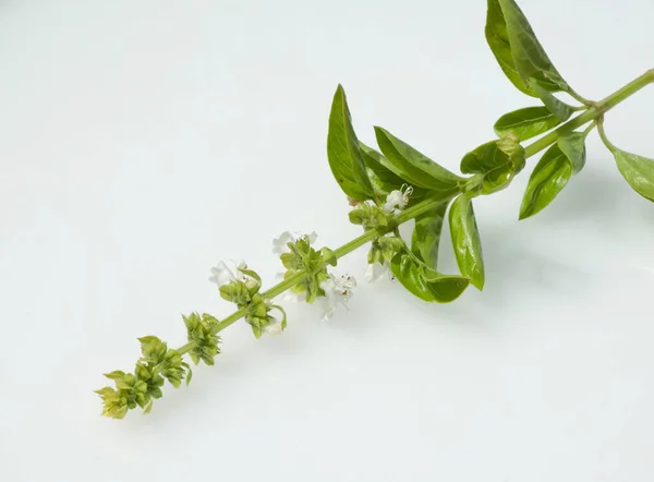 Basilikum Ocimum Basilicum Bluete — Stockfoto