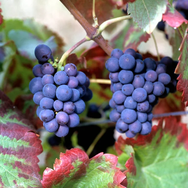 Bastardo Rotwein Rote Weintrauben Wein Weinpflanzen Reben Fruechte Beeren Obst — Stock Fotó