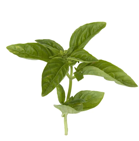 Basilikum Ocimum Basilicum Heilpflanze — Foto de Stock