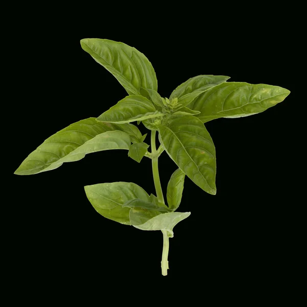 Basilikum Ocimum Basilicum Heilpflanze — Foto de Stock