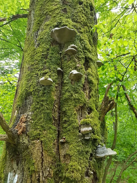 Boomstam Het Bos — Stockfoto