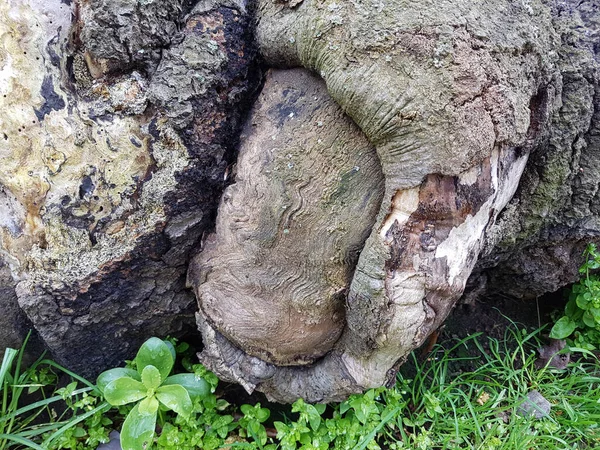 Musgo Verde Árbol — Foto de Stock