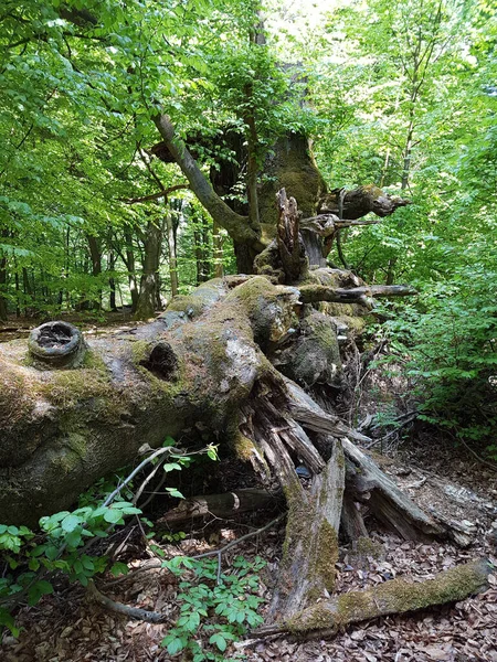 Ett Stort Träd Skogen — Stockfoto