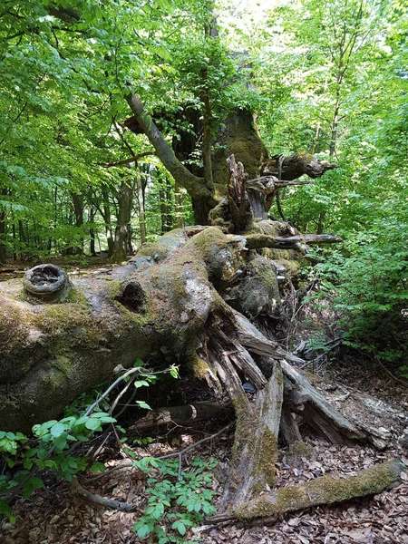 Gran Árbol Bosque — Foto de Stock