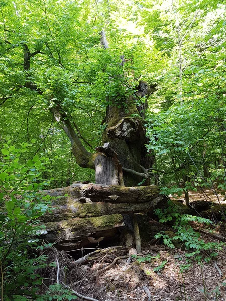 Krásný Záběr Strom Lese — Stock fotografie