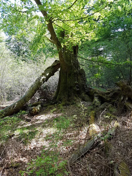 Ett Träd Skogen — Stockfoto