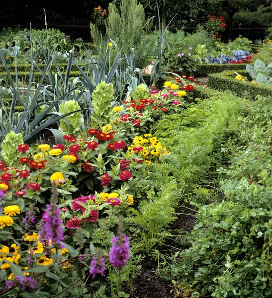 Hermosas Flores Jardín — Foto de Stock