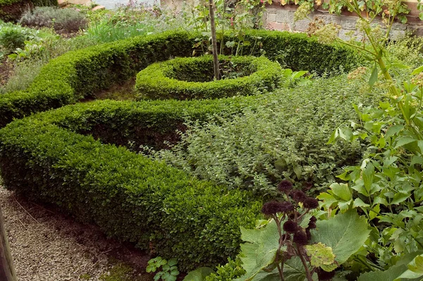 Lierre Vert Dans Jardin — Photo