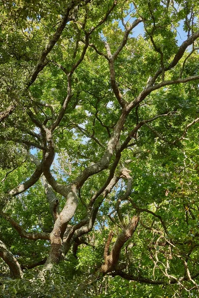 Árvore Verde Floresta — Fotografia de Stock
