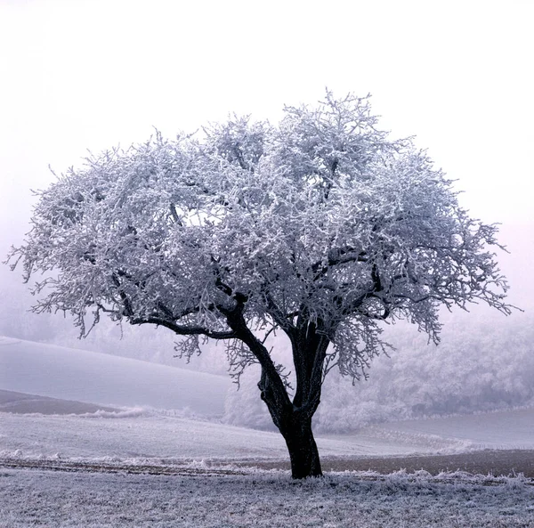 Piękny Zimowy Krajobraz Śniegiem — Zdjęcie stockowe