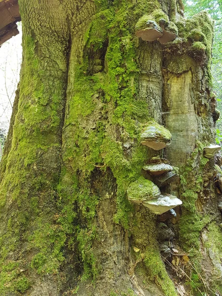 Moss Tree — Stock Photo, Image