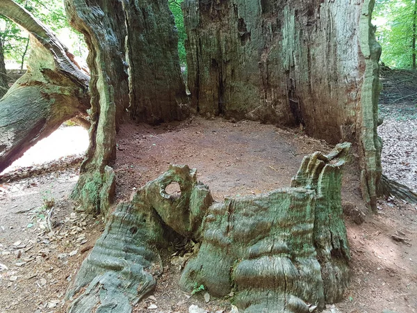 Vacker Bild Ett Träd Skogen — Stockfoto