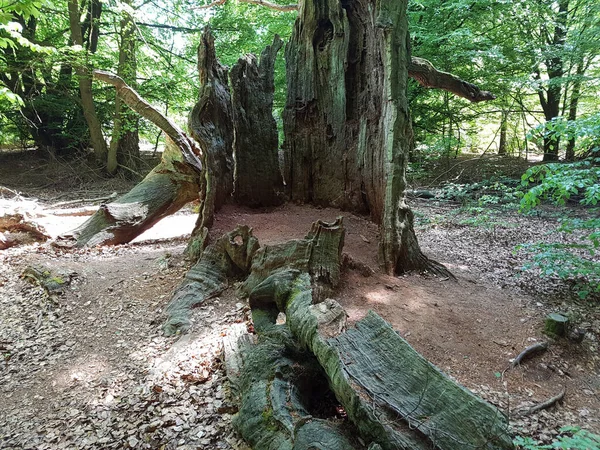 Een Mooie Opname Van Een Boom Het Bos — Stockfoto