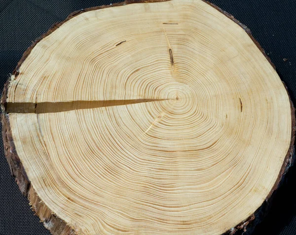 Jahresringe Fichte Picea Abies Rottanne Jahrring Holzring — Φωτογραφία Αρχείου