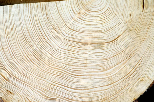 Jahresringe Fichte Picea Abies Rottanne Jahrring Holzring — Stock Fotó
