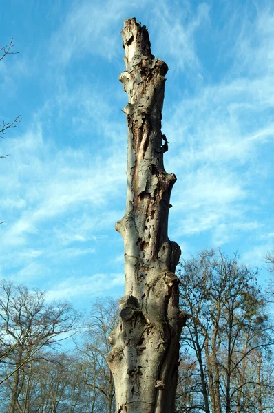 Ветви Деревьев Голубым Небом — стоковое фото