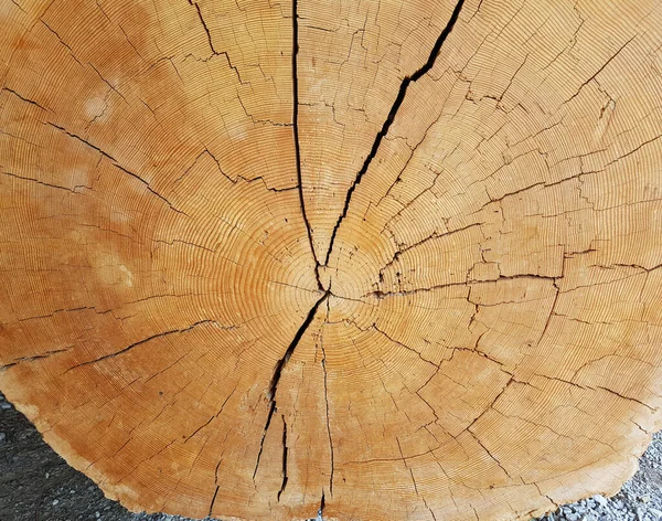 Jahresringe Jahrring Holzring Maserung Holzscheibe — Stock Fotó
