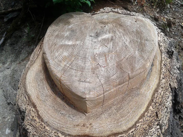 Tronco Dell Albero Nella Foresta — Foto Stock