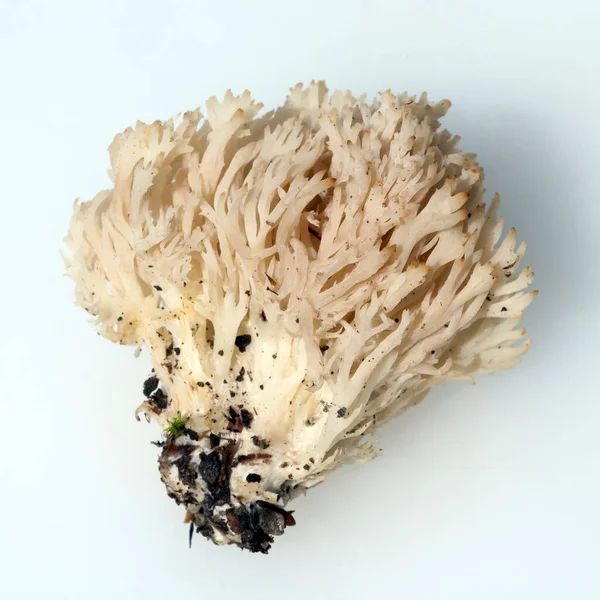 Close Mushroom White Background — Stock Photo, Image