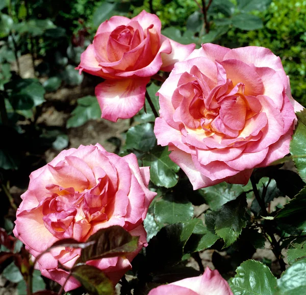 Bellissime Rose Giardino — Foto Stock