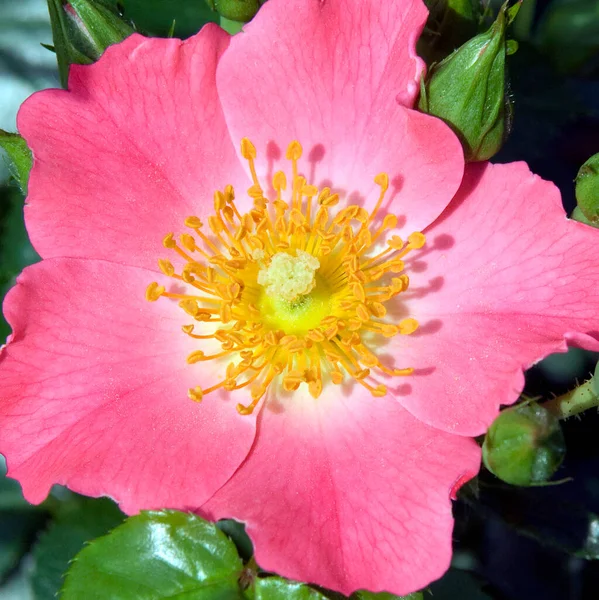 Vackra Blommor Blommigt Koncept Bakgrund — Stockfoto