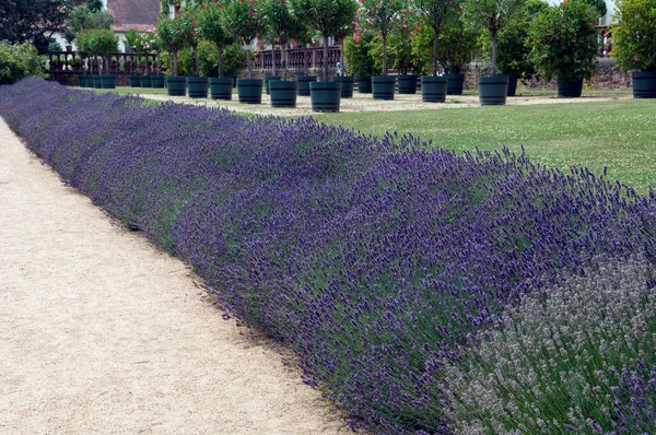 Vackra Blommor Trädgården — Stockfoto