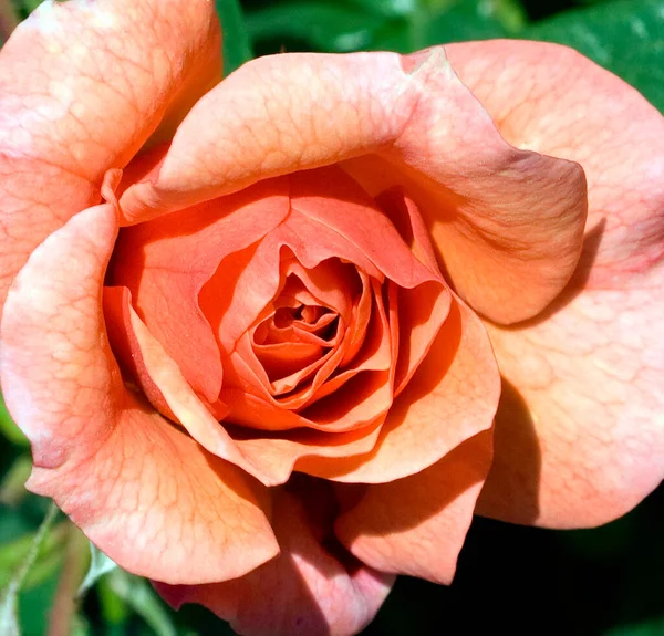 Schöne Rose Garten — Stockfoto