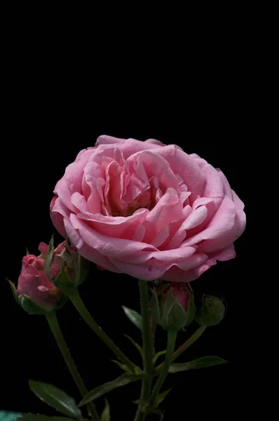 Schöne Rosa Rosen Auf Schwarzem Hintergrund — Stockfoto