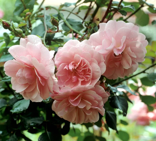 Belles Roses Roses Dans Jardin — Photo