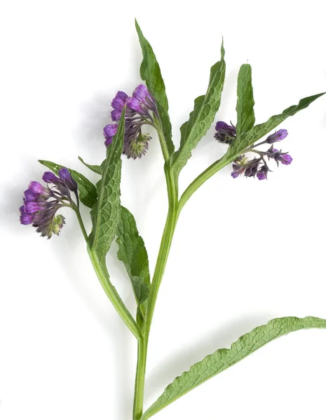 Fleurs Violettes Sauge Isolées Sur Fond Blanc — Photo