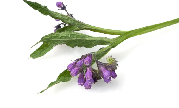 Fleur Violette Isolée Sur Fond Blanc — Photo
