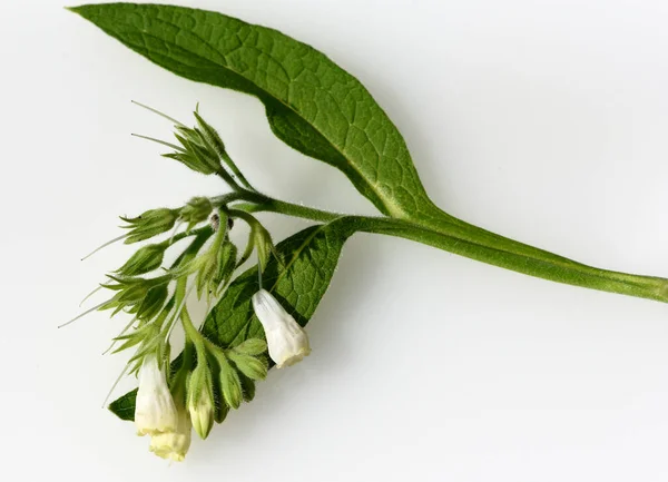 Beinwell Symphytum Officinale Ist Eine Wildpflanze Mit Weissen Oder Lila — Stock Fotó