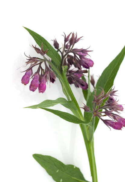 Beinwell Symphytum Officinale Heilpflanze — kuvapankkivalokuva