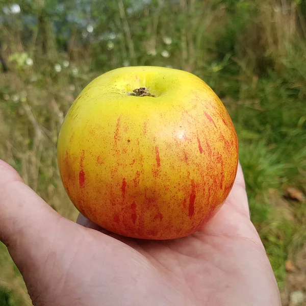 Belumer Falscher Gravensteiner Apfel Malus Domestica Alte Apfelsorte — Stockfoto